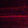 Thumbnail for Fig5_myogenicCell_CDK4_6i_N2_lapse1