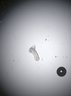Thumbnail for dataset Fig3C_CHIR-