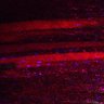 Thumbnail for dataset Fig5_myogenicCell_CDK4_6i_N2_lapse3