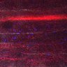 Thumbnail for dataset Fig5_myogenicCell_CDK4_6i_N3_lapse4