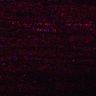 Thumbnail for dataset Fig5_myogenicCell_DMSO_N2_lapse4
