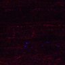 Thumbnail for dataset Fig5_myogenicCell_DMSO_N3_lapse2