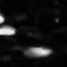 Thumbnail for FigS3C_myogenic_mVenus-hGeminin_3dpi