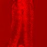 Thumbnail for dataset Figure3C_ERK_TracheaDev_E12.5