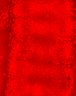 Thumbnail for dataset Figure3E_ERK_TracheaDev_E14.5