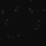 Thumbnail for dataset Figure1C_nucleolus_0.04YEA