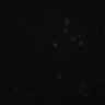 Thumbnail for dataset Figure1C_nucleolus_3YEAnh4cl