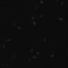 Thumbnail for Figure1C_nucleolus_EMMG