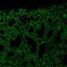 Thumbnail for Fig6A_E17