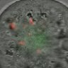 Thumbnail for dataset Fig1a_oocyte_Ndc80ff_Zp3-Cre