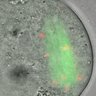 Thumbnail for dataset Fig1e_oocyte_Ndc80ff_Zp3-Cre