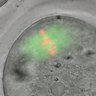 Thumbnail for dataset Fig1e_oocyte_Ndc80ff_Zp3-Cre_Ndc80-WT