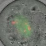 Thumbnail for dataset Fig1e_oocyte_Ndc80ff_Zp3-Cre_Ndc80N_Nuf2N