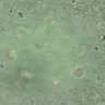 Thumbnail for dataset Fig5a_Prc1_oocyte