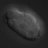 Thumbnail for dataset RNAi_C02F5.9_070607_03
