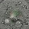 Thumbnail for dataset FigS4c_oocyte_Ndc80ff_Zp3-Cre