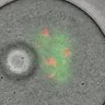Thumbnail for dataset FigS7e_oocyte_control