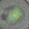 Thumbnail for dataset FigS7e_oocyte_siRrc1