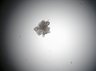 Thumbnail for dataset Fig7B_shMARK1