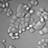 Thumbnail for dataset figS1c_right
