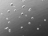 Thumbnail for dataset FigS5a_48h_0.1nm