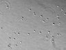 Thumbnail for dataset FigS5a_48h_0nm