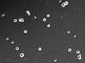 Thumbnail for dataset FigS5a_48h_10nm