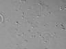 Thumbnail for dataset FigS5a_72h_0nm