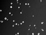 Thumbnail for dataset FigS5a_72h_10nm