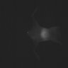 Thumbnail for dataset FigS10_NIR_ICG-mPlum_day3