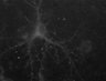 Thumbnail for dataset Figure5A_FCkGCaMP6F3303e50msF2Hz60x1nd50