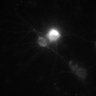 Thumbnail for Figure5B_301Hippox60x1DHPG100uMat30s