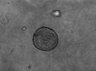 Thumbnail for dataset Fig1c_3D_vibrissa_D6