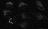 Thumbnail for dataset Fig3c_HeLa_D-ODYA_D-3