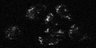 Thumbnail for dataset Fig3d_HeLa_YOA_5