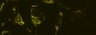 Thumbnail for dataset Fig5_HeLa_dual_1to1