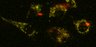 Thumbnail for dataset Fig5_HeLa_dual_4to1