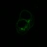 Thumbnail for dataset Fig1C_WT_SFN_60min