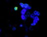 Thumbnail for dataset fig1B_AMPKAREV