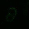 Thumbnail for dataset Fig3A_WT_GSNO_120min