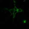 Thumbnail for dataset Fig3F_C220S_UDP_0min