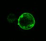 Thumbnail for dataset Fig6D_AT1R_ANG_0min