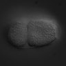 Thumbnail for RNAi_R144.2_070125_03