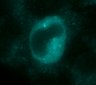 Thumbnail for dataset FigS3B_P2Y6R_arrestin_SFN_30min