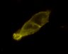 Thumbnail for dataset FigS3B_P2Y6R_arrestine_SFN_180min