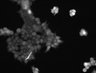 Thumbnail for FigS5_20160609_293_P2Y6R_C18S