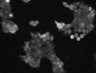 Thumbnail for dataset FigS5_20160609_293_P2Y6R_C46S