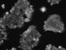 Thumbnail for dataset FigS5_20160609_293_P2Y6R_C99S