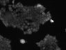 Thumbnail for dataset FigS5_20160609_293_P2Y6R_C129S