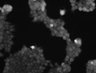 Thumbnail for dataset FigS5_20160609_293_P2Y6R_C148S